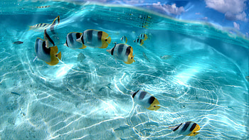 Best ideas about Live For Pc on Pinterest Animated 1600Ã900 Live For PC (54 ) | Adorable | Pinterest ... HD wallpaper